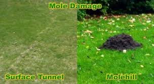 Submitted 2 years ago by brute_zombie. Kenney S Pest Control Inc Home Facebook