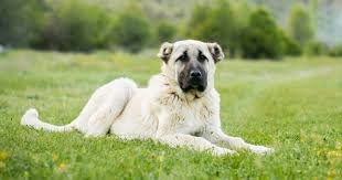 Adını sivas'ın kangal ilçesinden alır. Turkische Hunde Vom Kangal Zum Turkischen Mastiff