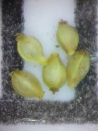 Image result for Eleocharis setifolia