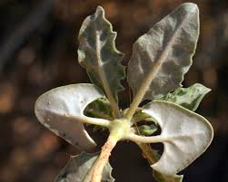 Image result for Blepharis involucrata