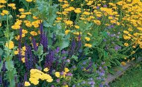 Perennial farm marketplace rudbeckia f. Perennial Daisies Finegardening