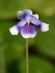 Image result for Viola hederacea