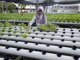 Penyemaian bibit tomat sebaiknya menggunakan media. Berita Tanaman Hidroponik Hari Ini Kabar Terbaru Terkini Liputan6 Com