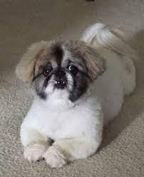 Pin On Pekingese Grooming Cuts