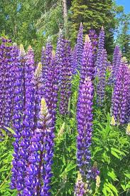 Conveniently shipped to your home. 25 Gorgeous Purple Perennial Flowers That Will Bloom Forever