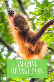 Learn More About Orangutans Spartan And The Green Egg In 2020 Orangutan Male Orangutan Animals Of The World