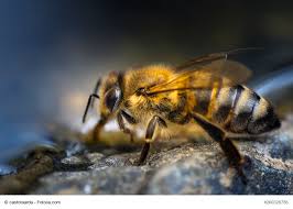 Man kann nicht sagen, dass er gefeiert würde, denn der anlass ist eher traurig. Weltbienentag Bienen Brauchen Wasser Gelsenwasser Blog