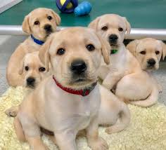 Golden retriever puppies idaho boise. Puppies Are Born Ready To Interact With People Study Finds Local News 8