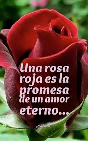 Una Rosa Roja Es La Promesa De Un Amor Eterno Frases De Amor Para Alguien Flores Para Mi Amor Frases De Amor Puro