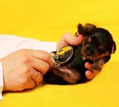2 puppy shots & how they work that way, your puppy will remain healthy as she grows and develops into an adult. Puppy Vaccination Information Schedule Puppy Shots Dog Vaccines