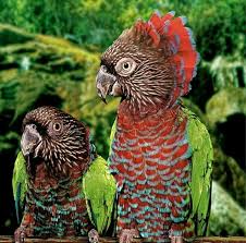 couple hawk headed parrots parrot parrot bird einstein parrot