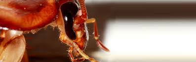 But, since they are so small, it's hard to identify the beneficial ones from the bad. Roaches Visalia How To Get Rid Of Roaches