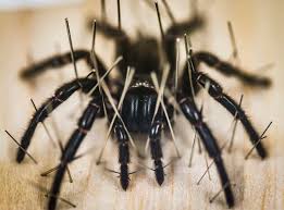 Image result for Arachniodes webbiana