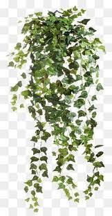 Vine Vine Clipart Vine Vine Leaves Png Image And Clipart Tree Photoshop Photoshop Landscape Plant Texture