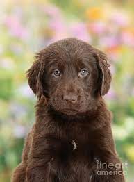 Find flat coated retrievers puppies & dogs for sale uk at the uk's largest independent free classifieds site. Liver Flat Coated Retriever Puppy By Mark Taylor Retriever Puppy Retriever Flat Coated Retriever