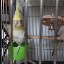 オカメインコの里親を探し 千葉県 鳥の里親募集 319812 ペットのおうち 月間利用者150万人