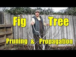 Citrus trees don't require extensive pruning, but regularly. How To Growing Planting And Pruning Figs Tree Gardening Tips Youtube Fig Tree Tree Pruning Fig