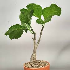 Image result for Fockea multiflora