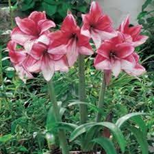 Amaryllis Charisma Dormant Bulb 1 Pack 70184 The Home Depot Amaryllis Amaryllis Flowers Amaryllis Bulbs