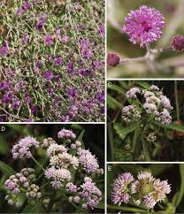 Image result for Ethulia vernonioides