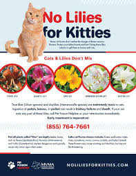 Plants and flowers bad for cats. Kittens And Lilies Pet Poison Helpline