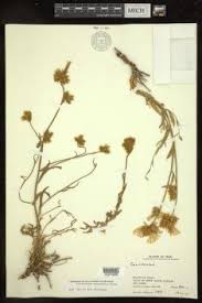 Image result for Convolvulus aschersonii