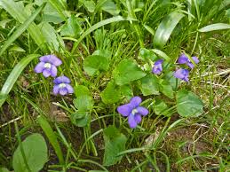 Give them full sun and average to dry soil, and they'll open their brightly colored blooms in summer and grow 18 to 30. Viola Sororia Wikipedia