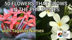 Flowers in the philippines tagalog. Bulaklak Ng Pilipinas 50 Most Common Flowers In The Philippines Beautiful Flowers Youtube