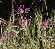 Image result for Alliaceae