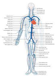 Printiable mape of arteries and viens. Systemic Blood Pressure Boundless Anatomy And Physiology