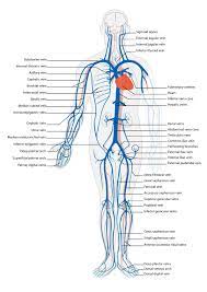 Heart anatomy diagram label » anatomy diagram label diagram of a heart with basic labels for the chambers few valves and major arteries veins. Circulatory Routes Boundless Anatomy And Physiology