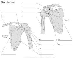 Download the free pdf underneath and see how you go. Cranial Bones Diagram Blank Drone Fest