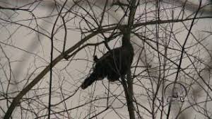 Learn how to TREE CALL from the BEST TEACHER: a REAL WILD HEN TURKEY |Tree  calling 101