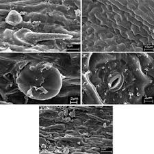 Image result for Anisotes formosissimus