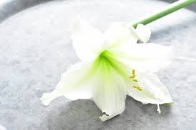 アマリリスとは 育て方 花咲く季節 冬越し 飾り方まで詳しく紹介 Lovegreen ラブグリーン