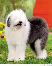 Shetland sheepdog coat and appearance. American Heritage Dictionary Entry Old English Sheepdog