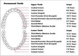 Tooth Chart The Eruption Pattern Of Baby Teeth And