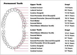 tooth chart the eruption pattern of baby teeth and