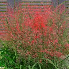 Purpur Liebesgras Im Ca 9 Cm Topf Online Kaufen Bei Gartner Potschke Liebesgras Garten Pflanzen Bepflanzung