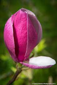 Magnolia Soulangeana Magnolia Soulangeana Magnolia Flower Beautiful Flowers