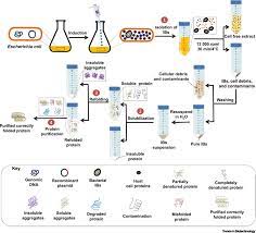 Bacterial Inclusion Bodies A Treasure Trove Of Bioactive Proteins Trends In Biotechnology