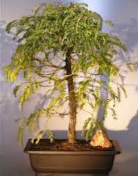 Growing bonsai from their seeds is essentially growing. Flowering Tamarind Bonsai Treeextra Large Tamarindus Indica