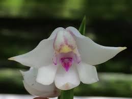 Image result for Polystachya cultriformis