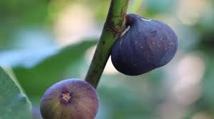 Growing fig trees in containers for a small space fruit harvest. 24 Anjeer Stock Videos Royalty Free Anjeer Footage Depositphotos
