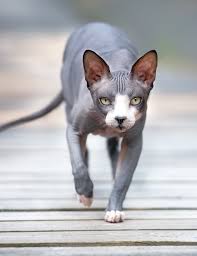 Bigglesworth, who loses all of his austin powers: Sphynx Cat Names