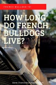 How long did your yorkie live? French Bulldogs How Long Do They Live In 2020 French Bulldog Facts French Bulldog French Bulldog Puppies