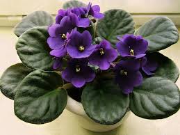 Top selected products and reviews. 17 Best Flowering Houseplants Balcony Garden Web