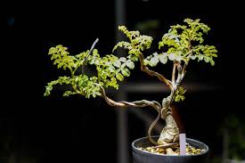 Image result for Erythrophysa