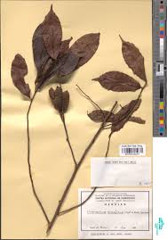 Image result for Uvariastrum