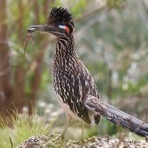 Birds Of The Southwest United States Can Never See A Roadrunner Without Saying Beep Beep Greater Roadrunner North American Wildlife Texas Animals